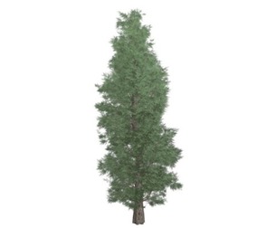 Eastern Red Cedar Tree #03