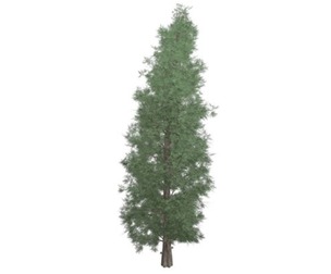 Eastern Red Cedar Tree #04