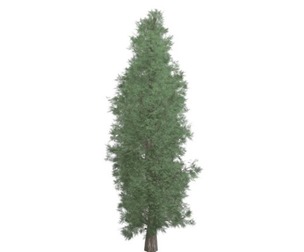 Eastern Red Cedar Tree #05