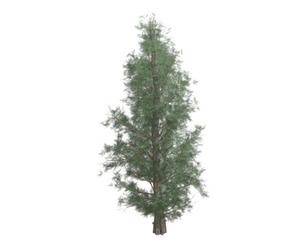 Eastern Red Cedar Tree #06