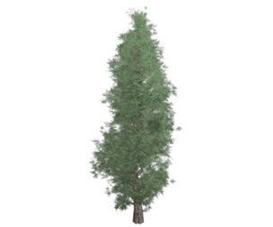Eastern Red Cedar Tree #07