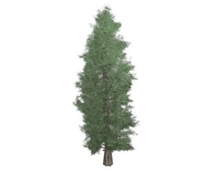 Eastern Red Cedar Tree #08