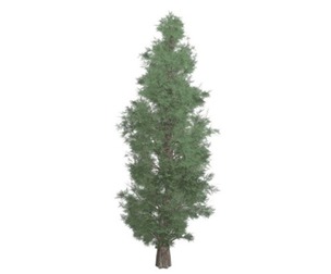 Eastern Red Cedar Tre #09