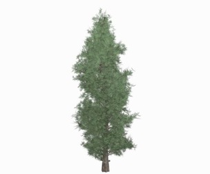 Eastern Red Cedar Tree #10