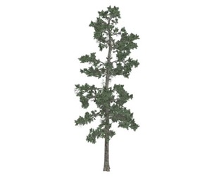Eastern White Pine Tree #01