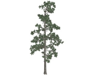 Eastern White Pine Tree #02