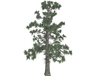 Eastern White Pine Tree #03