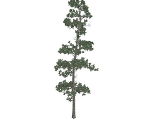 Eastern White Pine Tree #04