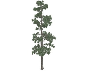 Eastern White Pine Tree #05
