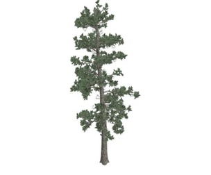 Eastern White Pine Tree #06