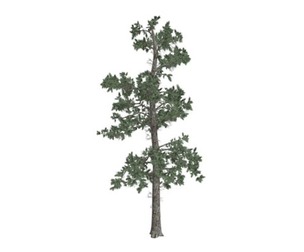 Eastern White Pine Tree #07