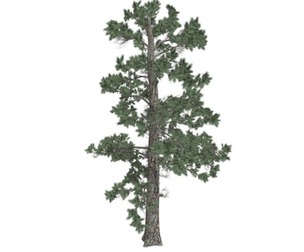 Eastern White Pine Tree #08