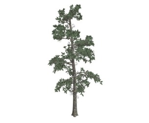 Eastern White Pine Tree #09