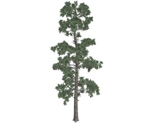 Eastern White Pine Tree #10
