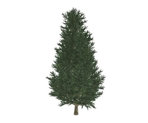 Fraser Fir Tree #01