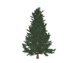 Fraser Fir Tree #02