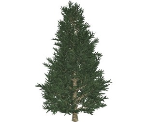 Fraser Fir Tree #03