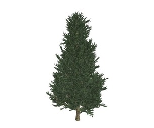 Fraser Fir Tree #04