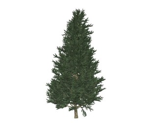 Fraser Fir Tree #05