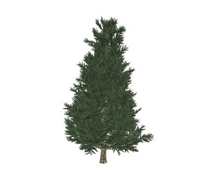 Fraser Fir Tree #06
