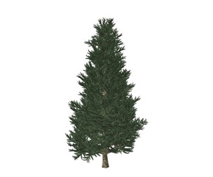 Fraser Fir Tree #07