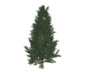 Fraser Fir Tree #08