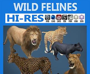 Pack - Wild Felines