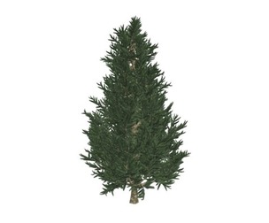 Fraser Fir Tree #09