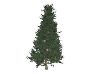 Fraser Fir Tree #10