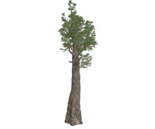Giant Redwood (Sequoia) Tree #01