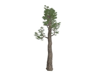 Giant Redwood (Sequoia) Tree #03