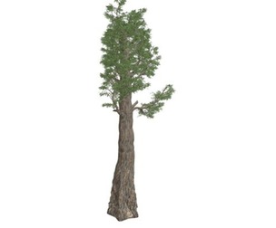 Giant Redwood (Sequoia) Tree #04