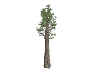 Giant Redwood (Sequoia) Tree #05