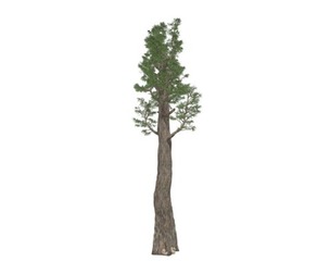 Giant Redwood (Sequoia) Tree #06