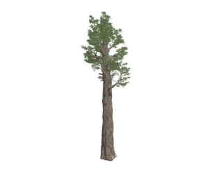 Giant Redwood (Sequoia) Tree #07