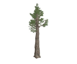 Giant Redwood (Sequoia) Tree #08