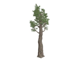 Giant Redwood (Sequoia) Tree #09