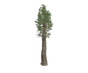 Giant Redwood (Sequoia) Tree #10