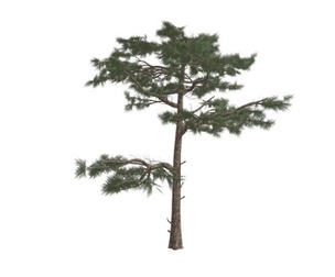Huangshan Pine Tree #01