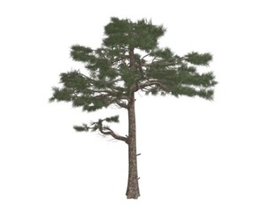 Huangshan Pine Tree #02
