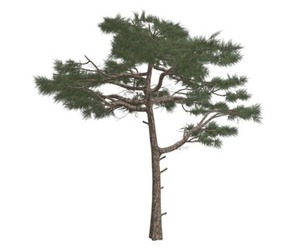 Huangshan Pine Tree #03