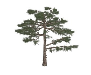 Huangshan Pine Tree #04