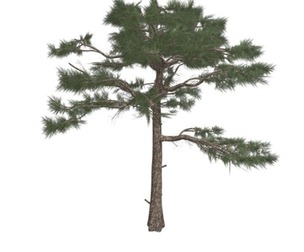 Huangshan Pine Tree #05
