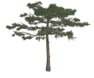 Huangshan Pine Tree #07