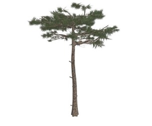 Huangshan Pine Tree #08