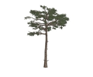 Huangshan Pine Tree #09