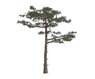 Huangshan Pine Tree #10