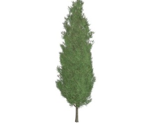 Italian Cypress Tree #01