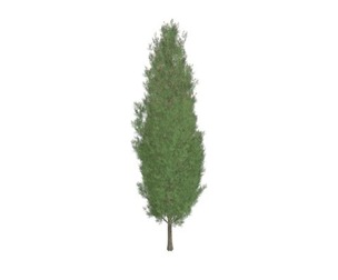 Italian Cypress Tree #02