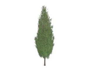 Italian Cypress Tree #03